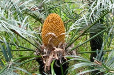 Cycas media